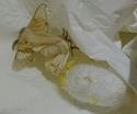 ابریشم-پروانه پعد از خروج از پیله در حال تخم ریزی